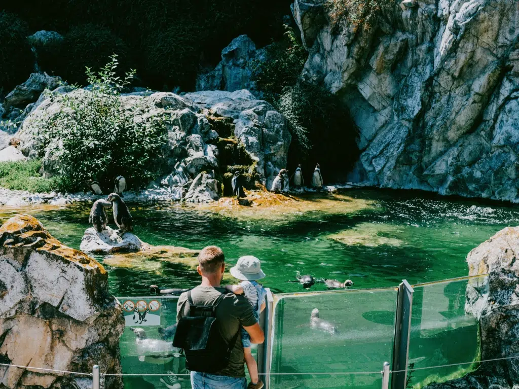 Ihr seht einen Mann mit einem Kind am Arm, die Pinguine im Tiergarten Schönbrunn in Wien beobachten.