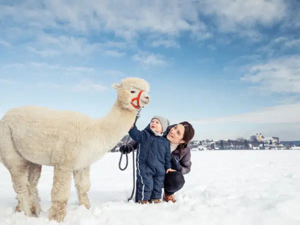 Ihr seht eine Familie bei einer Winterwanderung mit einem Alpaka im Schilcherland Steiermark. JUFA Hotels bieten Ihnen einzigartige Urlaubserlebnisse.