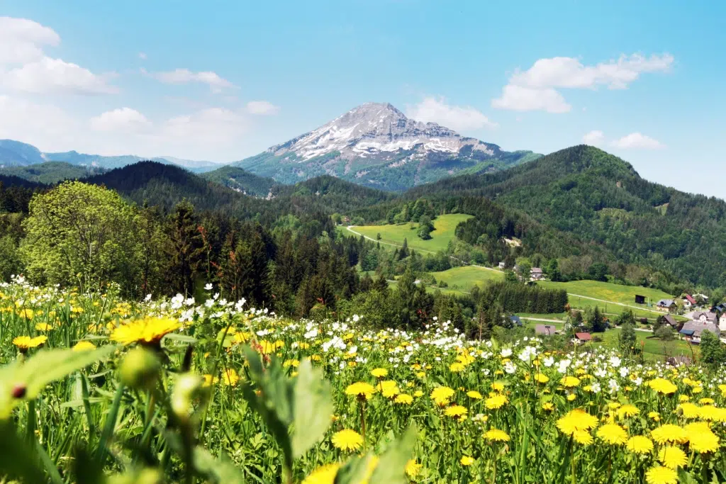 Ihr seht eine Blumenwiese in Annaberg mit Blick auf den Ötscher im Sommer in der Nähe von JUFA Hotels. Der Ort für erholsamen Familienurlaub und einen unvergesslichen Winter- und Wanderurlaub.