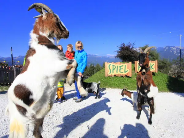 Familie beobachtet Ziegenböcke am Der Wilde Berg Mautern im Mariazellerland-Hochsteiermark in der Nähe von JUFA Hotels. Der Ort für erholsamen Familienurlaub und einen unvergesslichen Winter- und Wanderurlaub.