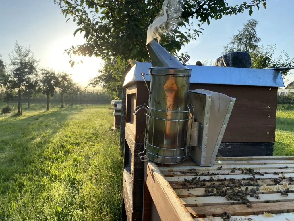 Ihr seht Bienen auf einem Bienenstock von der Imkerei Golden Bees | JUFA Hotel Meersburg, von hier, regionalität, bienen, bienenstock, waben, wiese, imkerei, honig