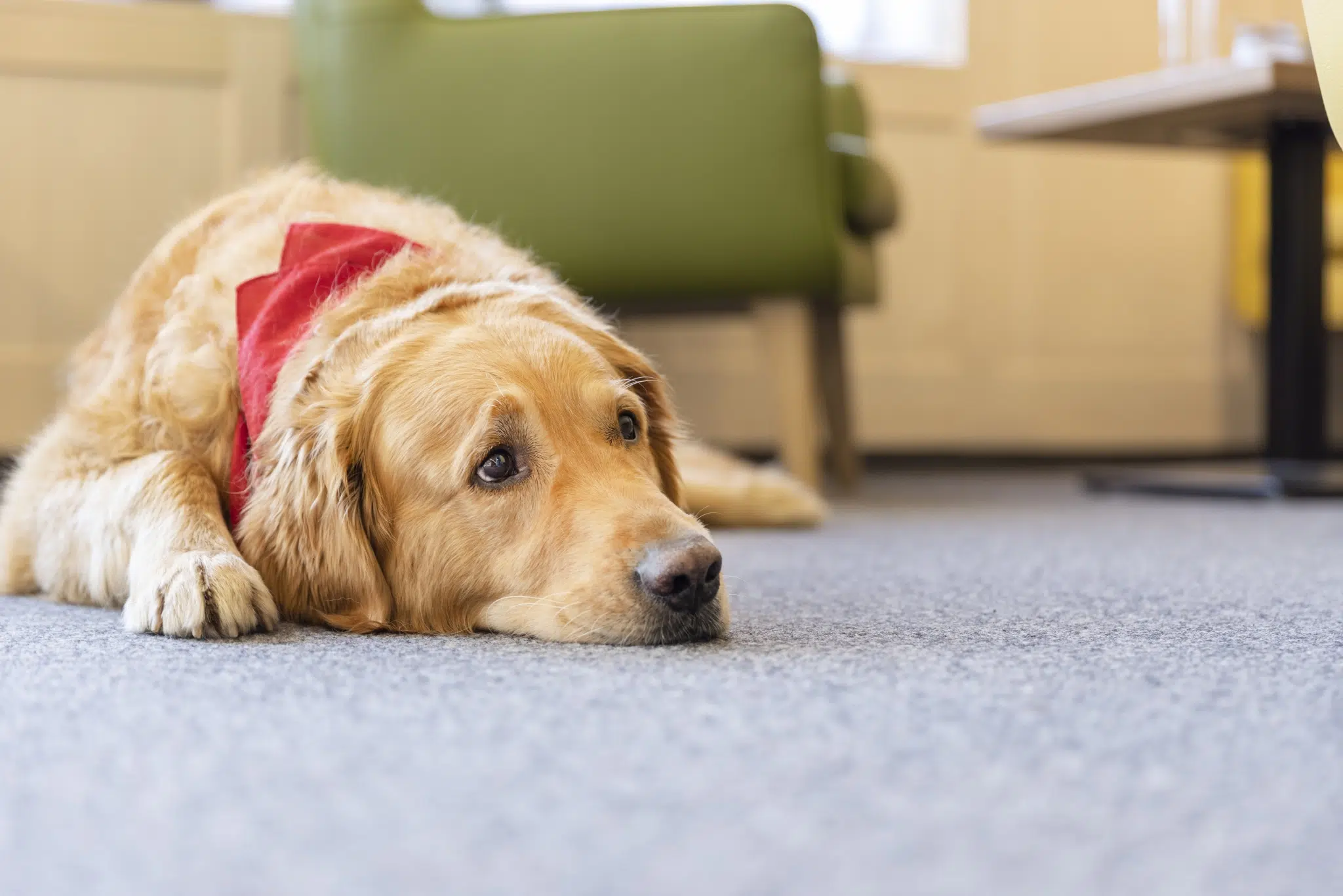 Ihr seht einen Hund mit Halsband im Lobbybereich im JUFA Hotel Laterns – Klangholzhus***. Der Ort für erholsamen Familienurlaub und einen unvergesslichen Winter- und Wanderurlaub.