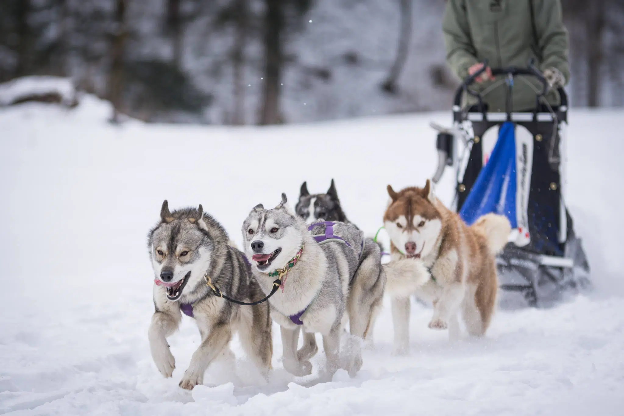 Ihr seht einen Hundeschlitten im Schnee mit Huskys von Respectu Canis Hundetouren. JUFA Hotels bietet erholsamen Familienurlaub und einen unvergesslichen Winter- und Wanderurlaub.