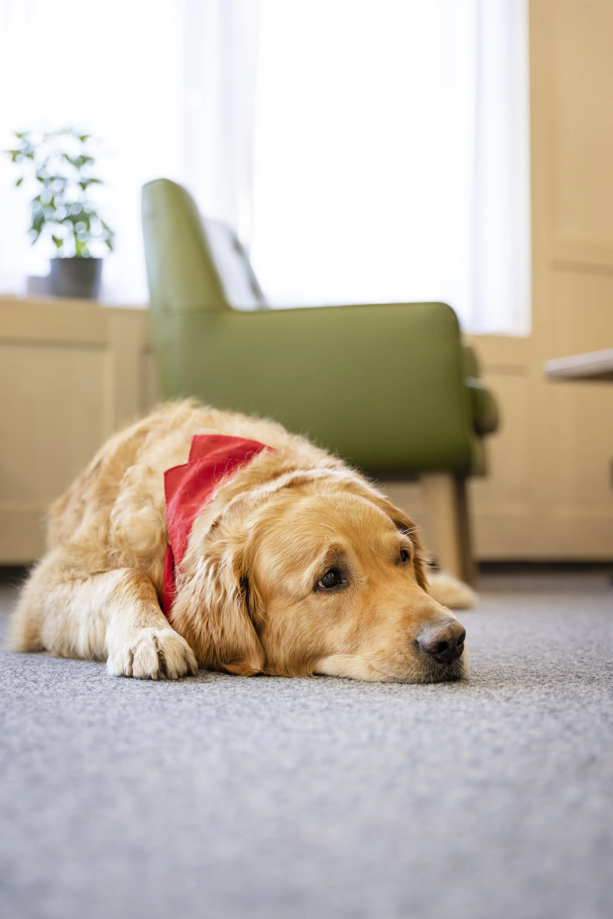 Ihr seht einen Hund beim Liegen im Lobbybereich im JUFA Hotel Laterns***s. Der Ort für erholsamen Familienurlaub und einen unvergesslichen Winter- und Wanderurlaub.