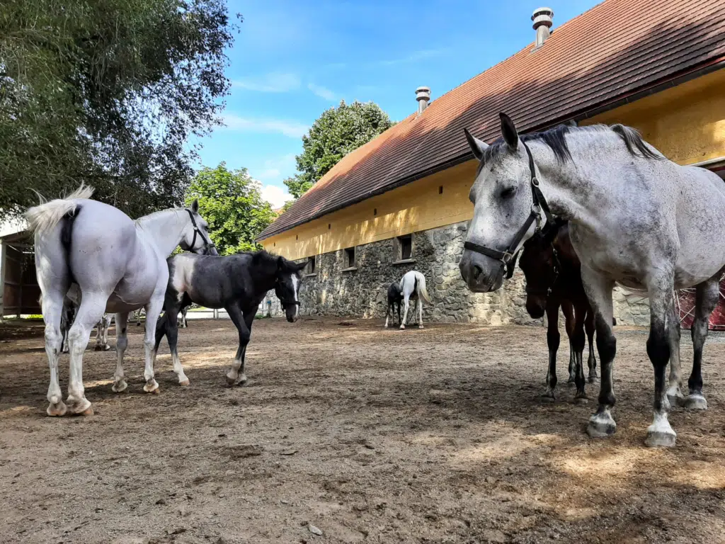 Ihr seht Lipizzaner Pferde aus dem Gestüt Piber. JUFA Hotels bietet erholsamen Familienurlaub und einen unvergesslichen Winter- und Wanderurlaub.