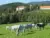 Lipizzaner grasen auf der Weide beim Lipizzanergestüt Piber in der Steiermark in der Nähe vom JUFA Hotel Maria Lankowitz. Der Ort für erholsamen Familienurlaub und einen unvergesslichen Winter- und Wanderurlaub.