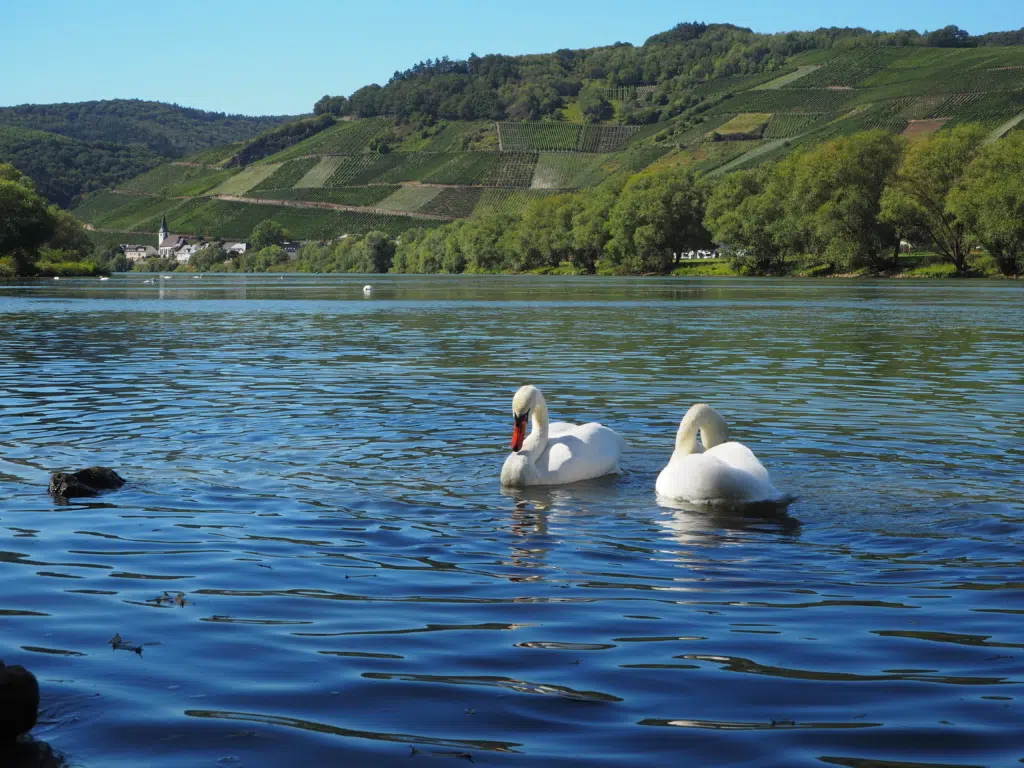 Ihr seht Schwäne auf der Mosel in Brauneberg. jufa hotel, bernkastel-kues, mosel, fluss, schwan