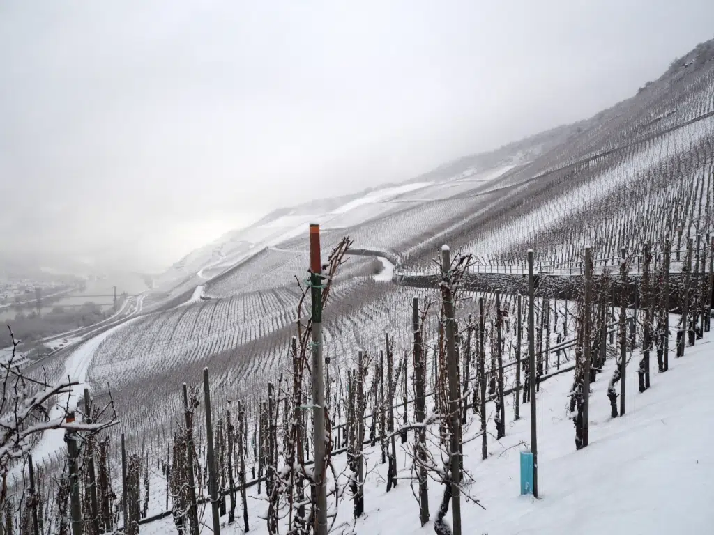 Ihr seht den Ausblick auf die Mosel vom Weinhang aus im Winter. jufa hotels, bernkastel-kues, mosel, winter, wein, reben