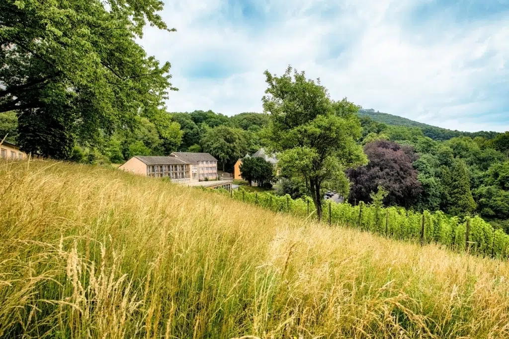 Ihr seht einen Weinberg am JUFA Hotel Königswinter**** im Sommer. JUFA Hotels bietet erlebnisreichen Städtetrip für die ganze Familie und den idealen Platz für Ihr Seminar.