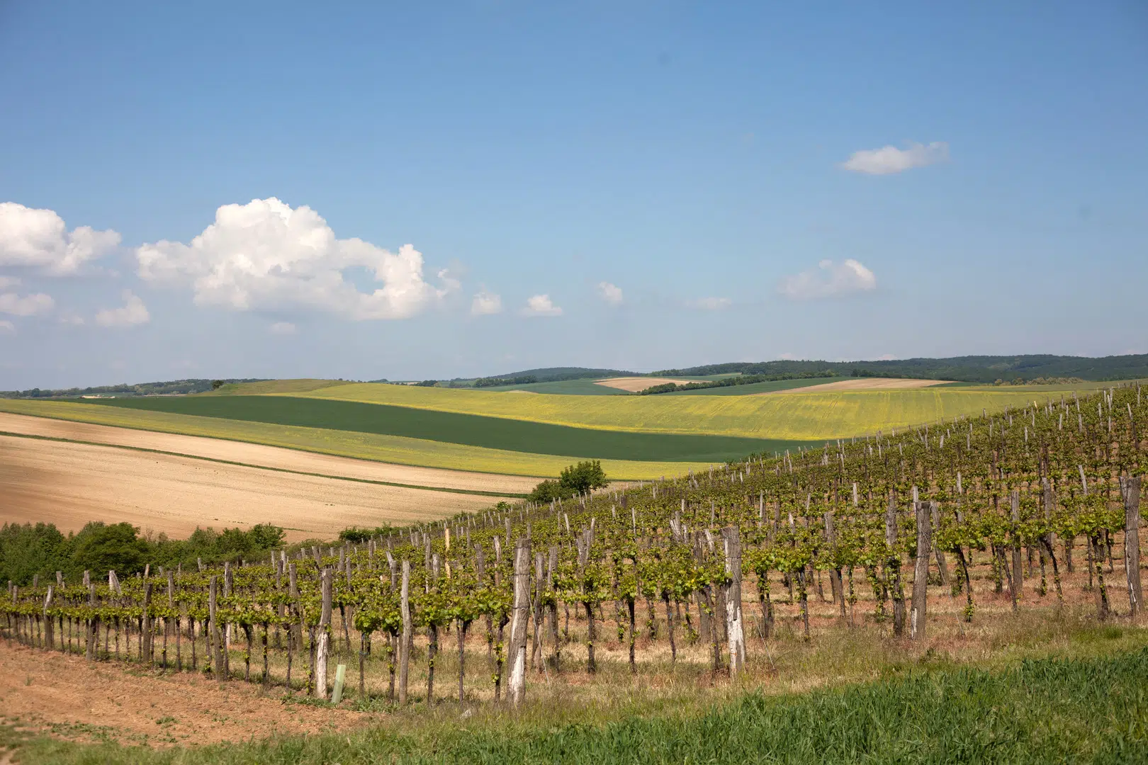 Ihr seht eine Weinviertler Landschaft im Frühling. JUFA Hotels bietet Ihnen den Ort für erlebnisreichen Natururlaub für die ganze Familie.