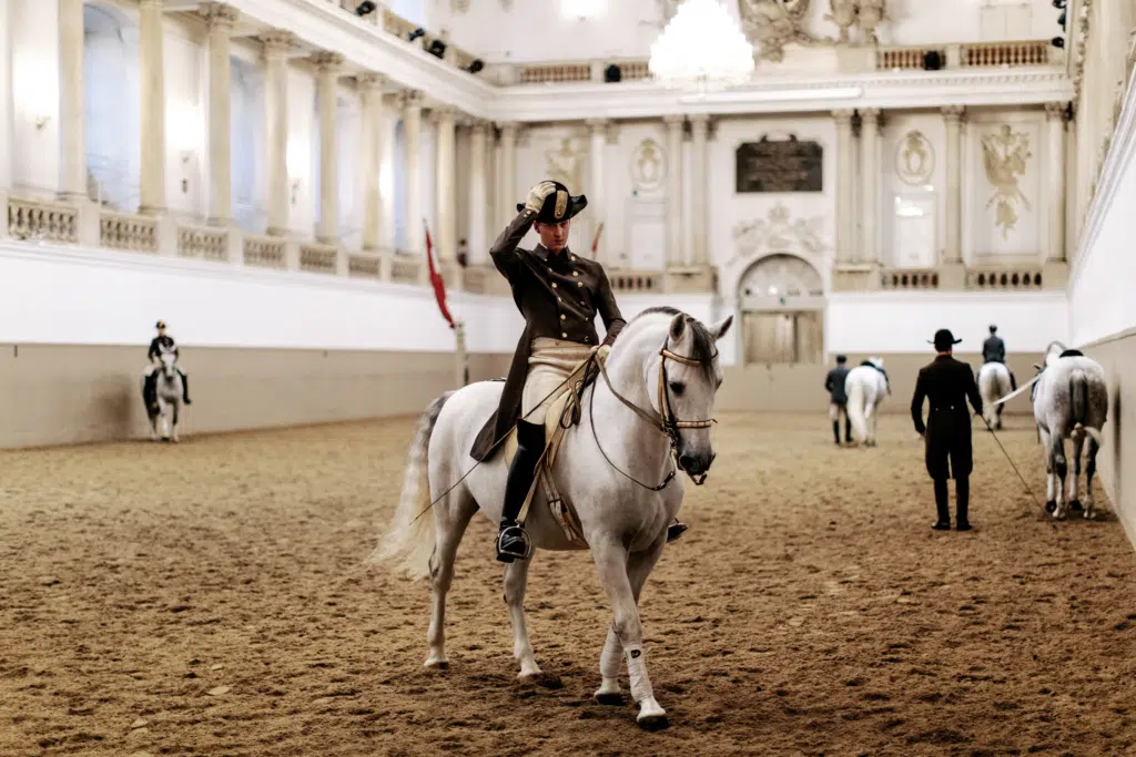 Ihr seht einen Lipizzanerhengst der Spanischen Hofreitschule mit Bereiter.