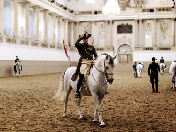 Ihr seht einen Lipizzanerhengst der Spanischen Hofreitschule mit Bereiter.