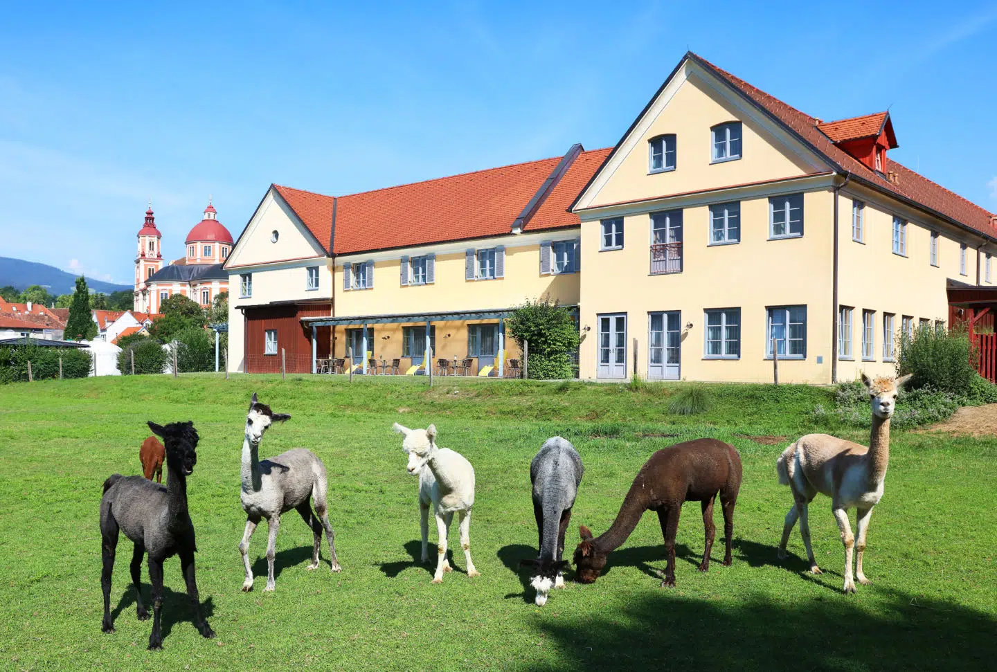 Sie sehen die Außenansicht vom JUFA Hotel Pöllau - Bio-Landerlebnis und Alpakas im Vordergrund. JUFA Hotels bietet erholsamen Familienurlaub und einen unvergesslichen Winter- und Wanderurlaub.