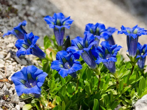 Im Alpengarten Bad Aussee können der Blaue Enzian und viele andere wunderschöne Alpenblumen bewundert werden. JUFA Hotels bietet euch den Ort für erlebnisreichen Natururlaub für die ganze Familie.