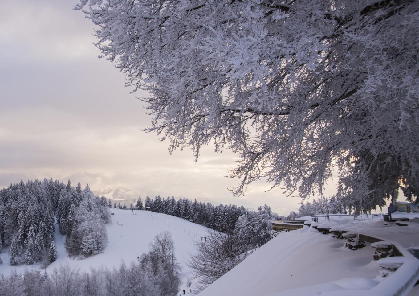 Eine idyllische Winterlandschaft am Pfänder bei Bregenz mit einem verschneitem Baum im Vordergrund. In der Nähe des JUFA Hotel Bregenz. Der Ort für erholsamen Familienurlaub und einen unvergesslichen Winterurlaub.