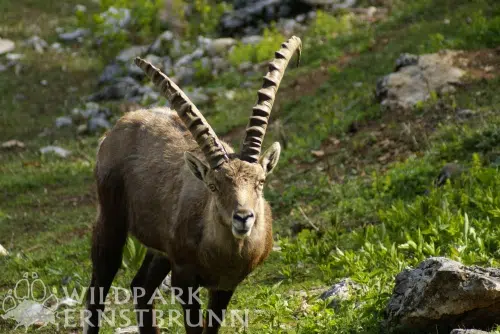 Wildpark Ernstbrunn