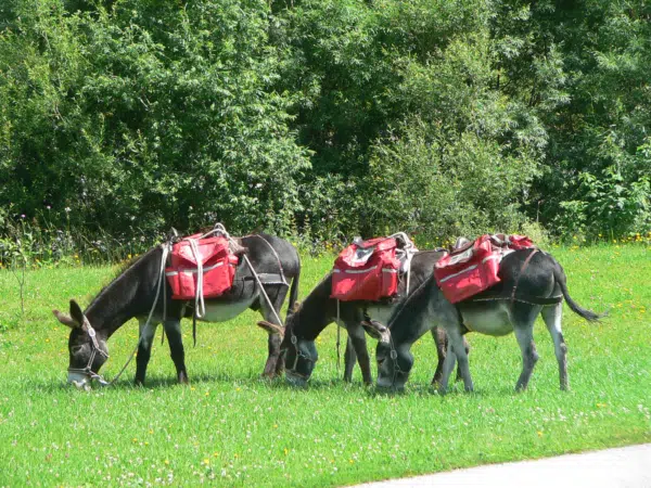 Ihr seht drei Esel grasen auf einer grünen Wiese beim EselReich in Mariazell in der Hochsteiermark. JUFA Hotels bietet kinderfreundlichen und erlebnisreichen Urlaub für die ganze Familie.