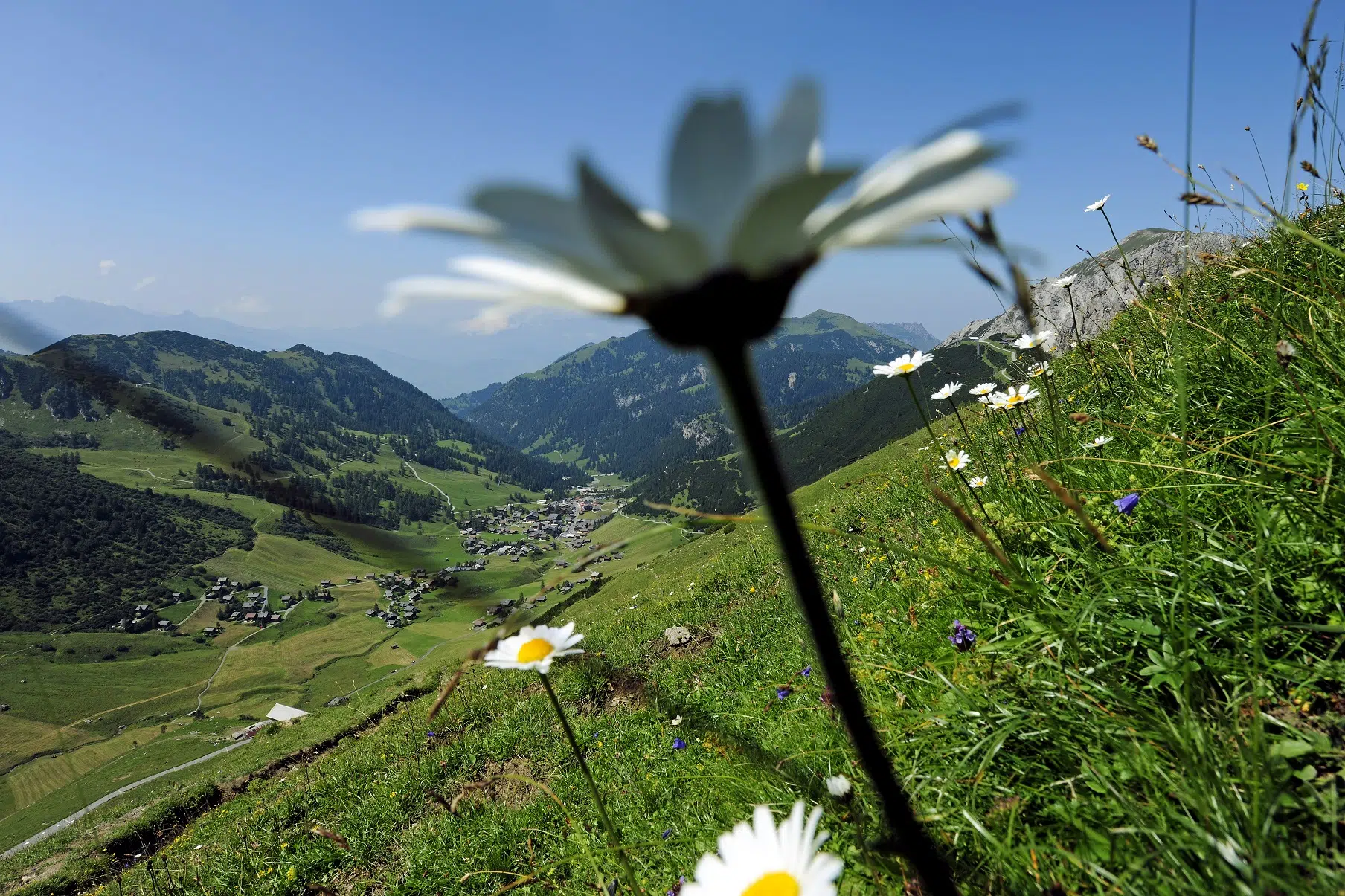 Sie sehen ein Gänseblümchen in den Bergen. JUFA Hotels bietet kinderfreundlichen und erlebnisreichen Urlaub für die ganze Familie.