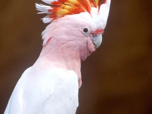 Ihr seht einen Kakadu im Vogelpark Turnersee.