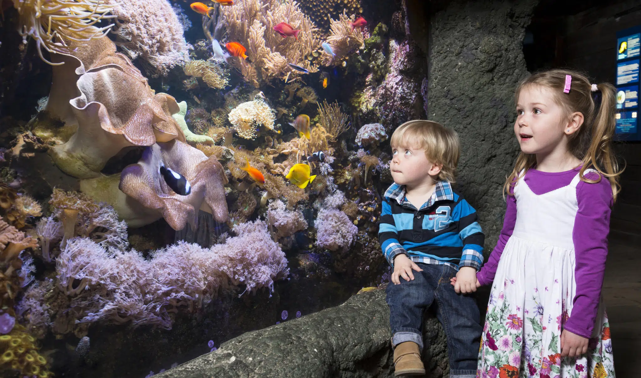 Zwei Kinder betrachten ein Aquarium im Sea Life Hannover. JUFA Hotels bietet erlebnisreichen Städtetrip für die ganze Familie und den idealen Platz für Ihr Seminar.