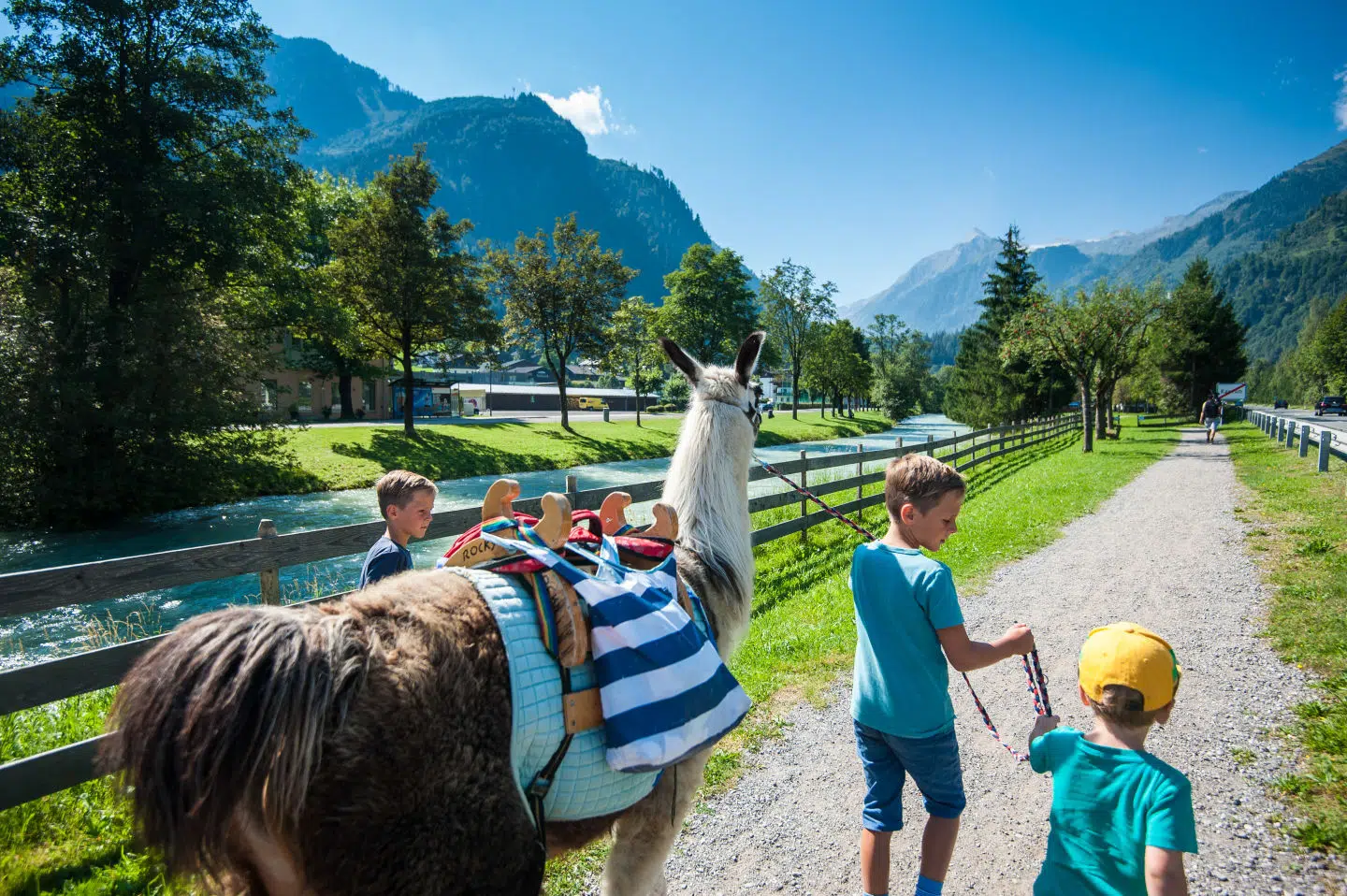 Ihr seht Kinder, wie sie mit einem Lama spazieren gehen im Sommer.