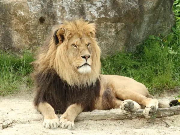 Löwe im Tierpark Herberstein im Pöllauer Tal. JUFA Hotels bietet euch den Ort für erlebnisreichen Natururlaub für die ganze Familie.