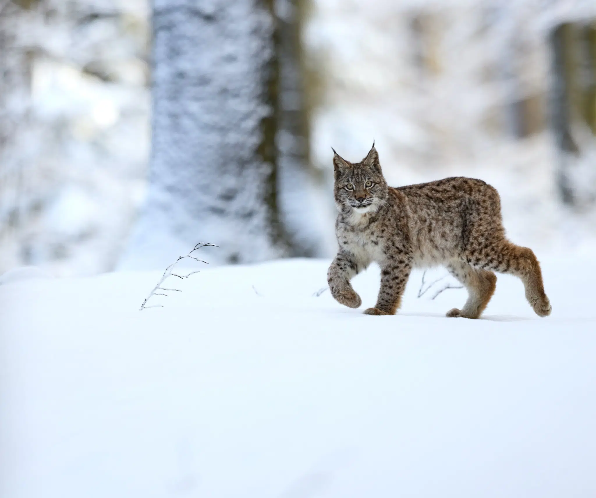 Ihr seht einen Luchs im Schnee.