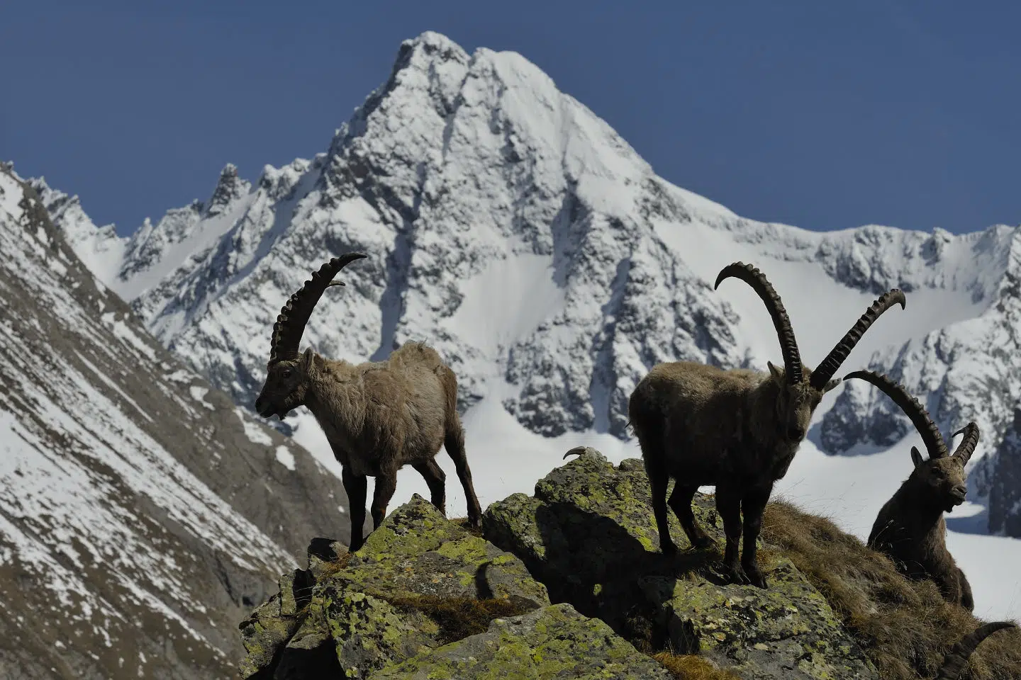 Ihr seht Steinböcke auf Felsen im Nationalpark Hohe Tauern in der Nähe vom JUFA Hotel Kaprun.