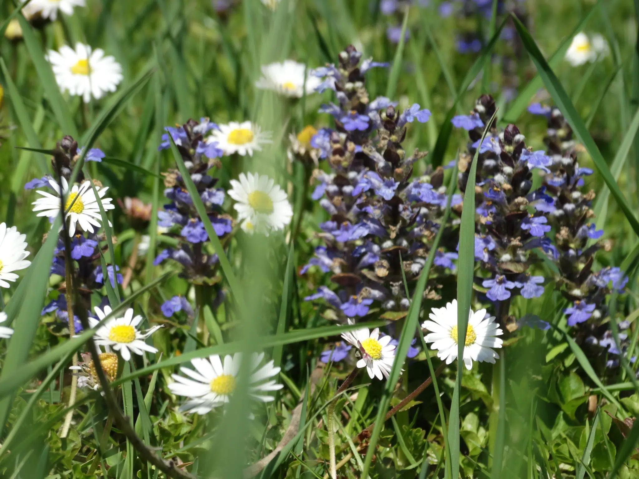 Sie sehen Blumen in der Wiese im Naturpark Pöllauer Tal. JUFA Hotels bietet Ihnen den Ort für erlebnisreichen Natururlaub für die ganze Familie.