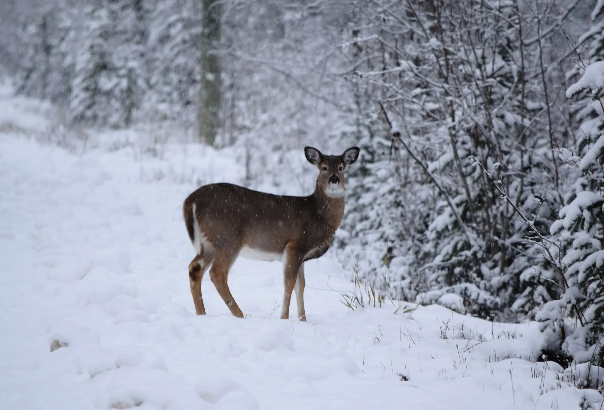 pexels-irina-nature-reh-im-winter