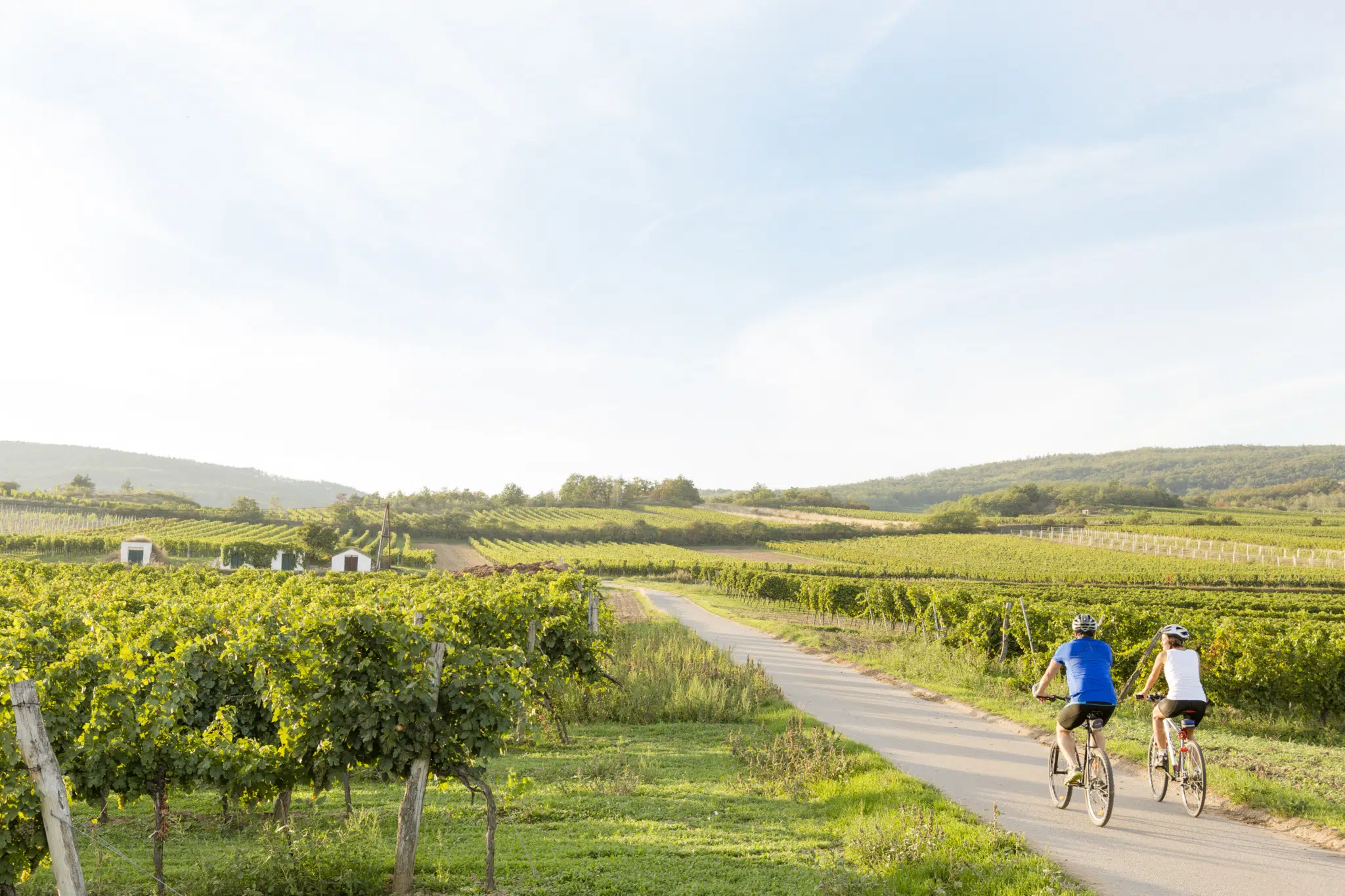 Sie sehen zwei Radfahrer auf einem Radweg durch Weinberge in Niederösterreich. JUFA Hotels bietet Ihnen den Ort für erlebnisreichen Natururlaub für die ganze Familie.