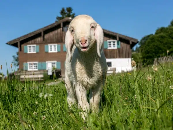 Ihr seht ein Schaf vor dem Bergbauernmuseum in Diepolz im Sommer. JUFA Hotels bietet kinderfreundlichen und erlebnisreichen Urlaub für die ganze Familie.