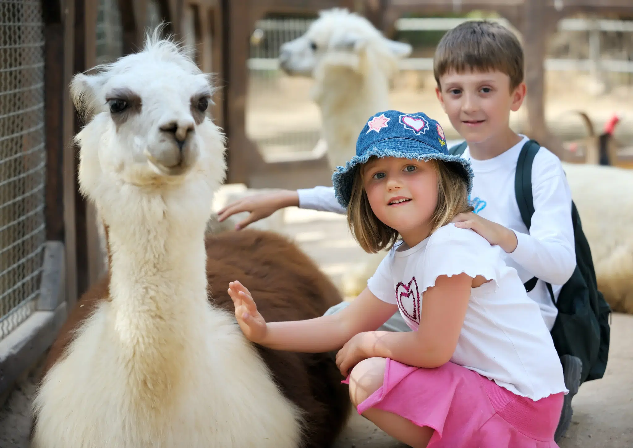 Ihr seht zwei Kinder die ein Lama im Streichelzoo streicheln