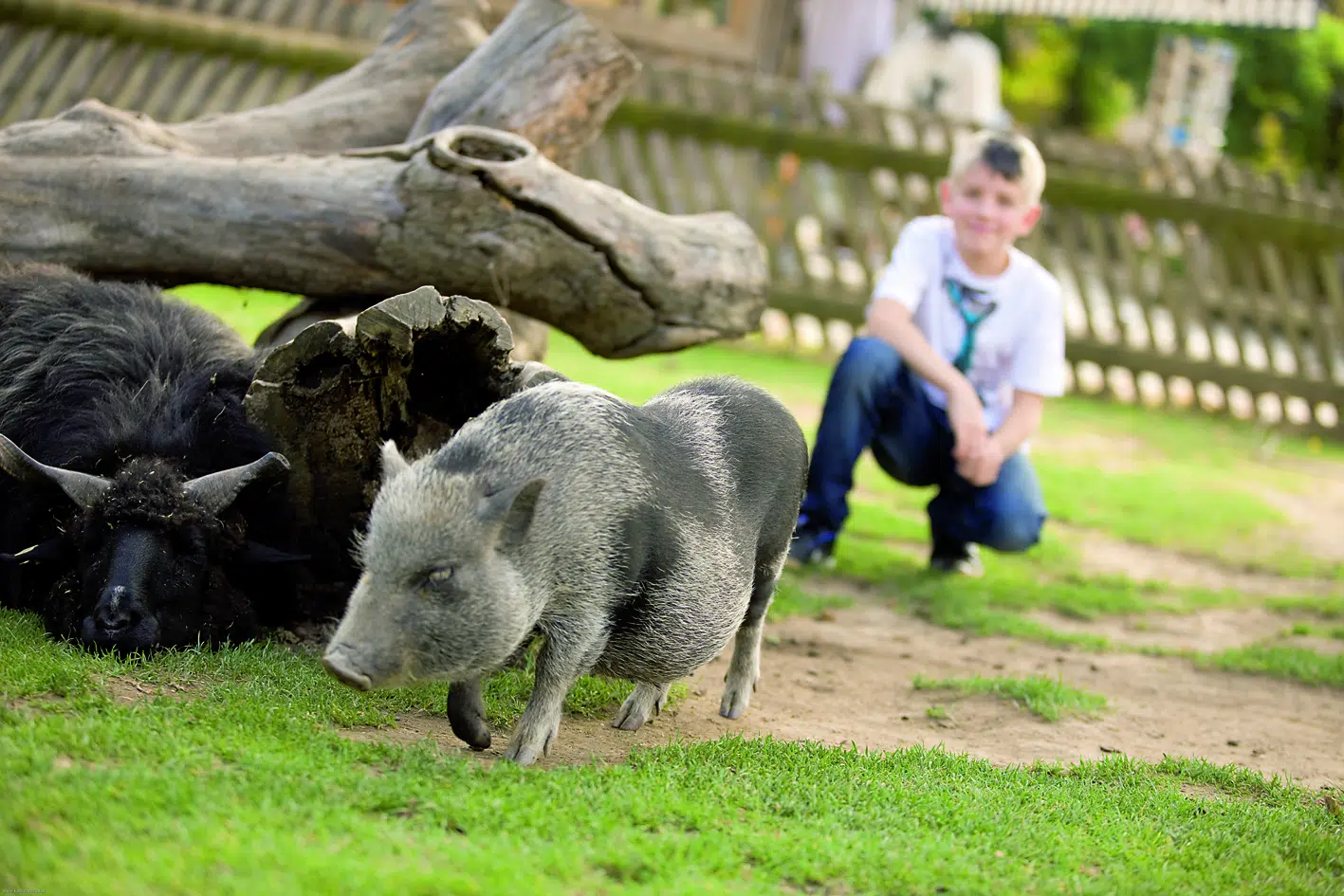 Ein Junge beobachtet ein Hängebauchschwein im Streichelzoo direkt beim JUFA Hotel Tieschen - Landerlebnis. JUFA Hotels bietet Ihnen den Ort für erlebnisreichen Natururlaub für die ganze Familie.