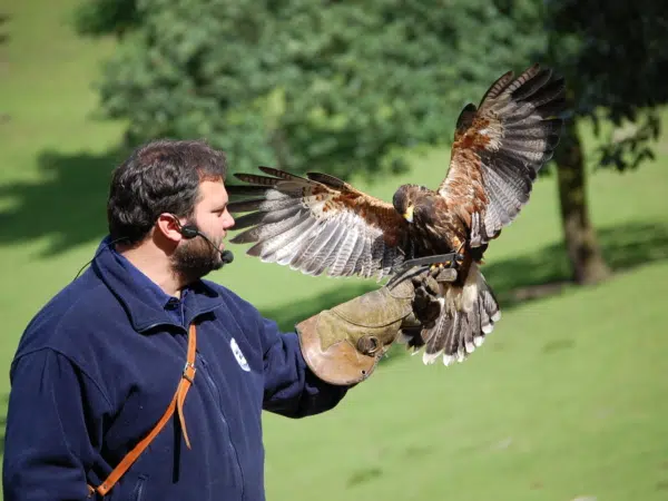 Ihr seht einen Wüstenbussard am Arm bei einer Vorführung im Wildpark Schwarze Berge.