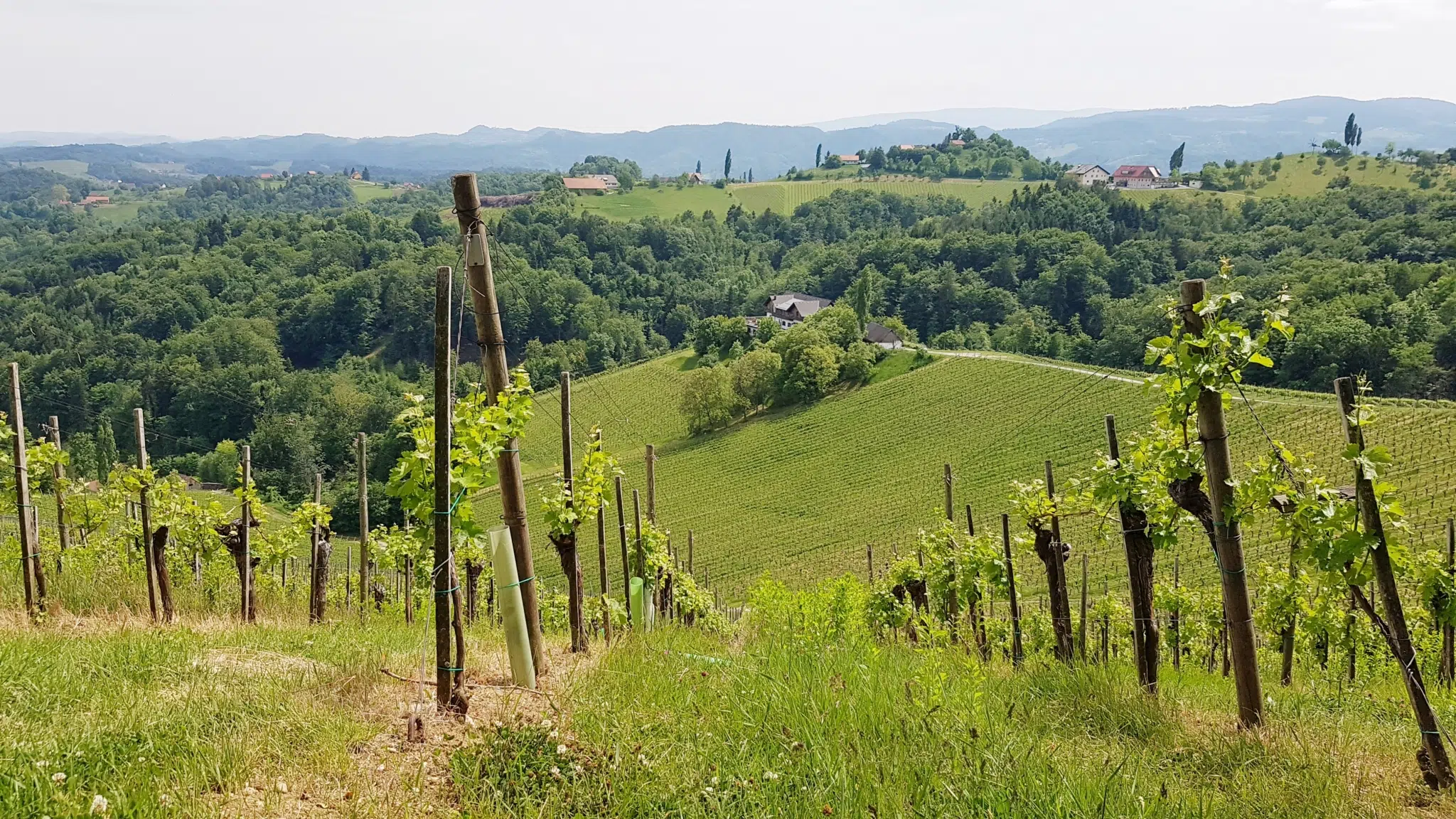 Weinreben in Leibnitz