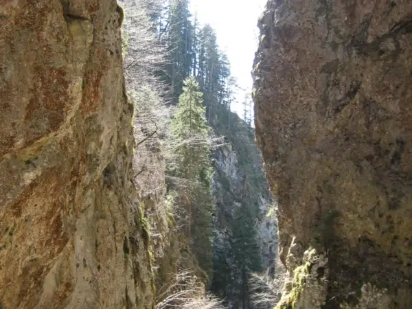 Ihr seht einen Einblick in die Weißenbachklamm im Gitschtal im Sommer.