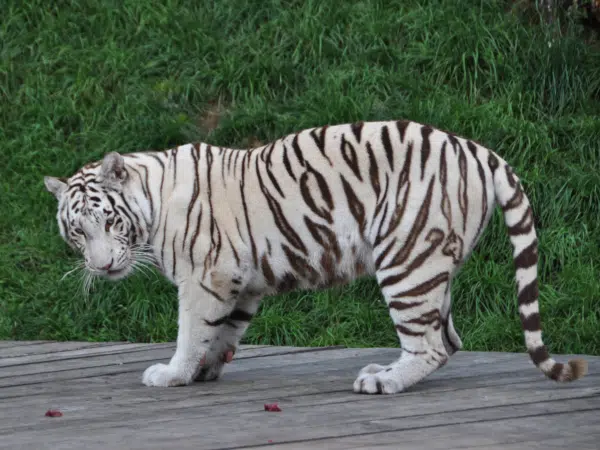 Ihr seht einen weißen Königstiger Thalie im Kameltheater und Weißer Zoo im Mariazellerland. JUFA Hotels bieten erholsamen Familienurlaub und einen unvergesslichen Winter- und Wanderurlaub.