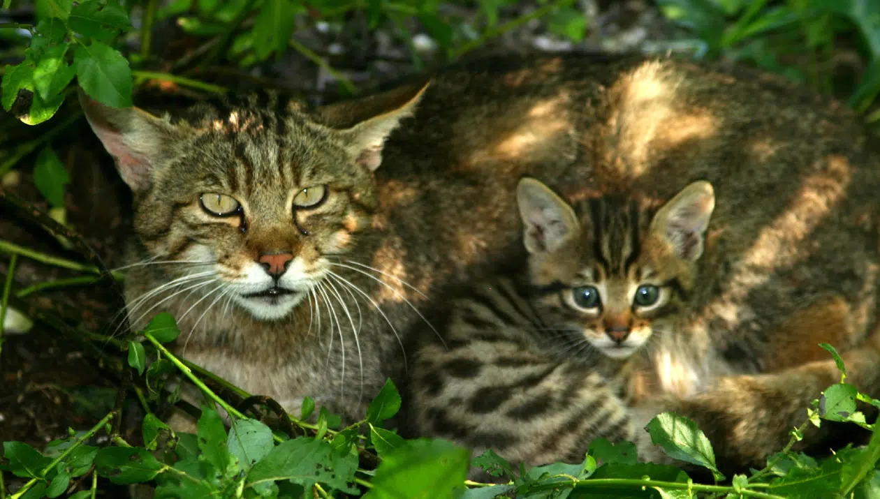 Wildkatze mit Jungtier im Cumberland Wildpark Grünau in der Nähe vom JUFA Hotel Almtal. Der Ort für erholsamen Familienurlaub und einen unvergesslichen Winter- und Wanderurlaub.