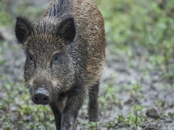 Wildschwein im Cumberland Wildpark Grünau im Salzkammergut. JUFA Hotels bietet Ihnen den Ort für erlebnisreichen Natururlaub für die ganze Familie.