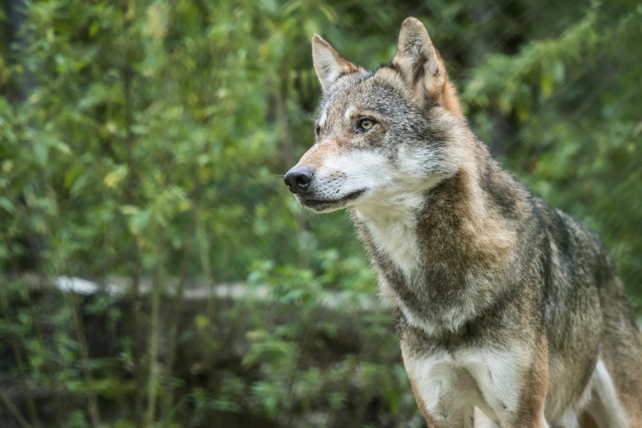 Wolf im Cumberland Wildpark Grünau im Salzkammergut. JUFA Hotels bietet euch den Ort für erlebnisreichen Natururlaub für die ganze Familie.