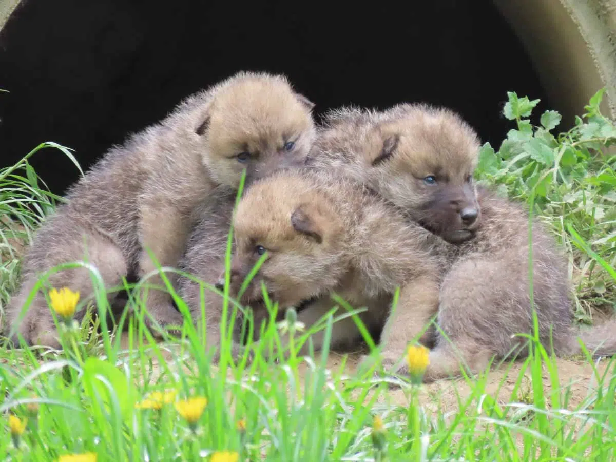 Wolfsrudel Babies in der Tierwelt Herberstein