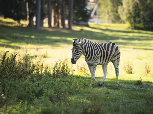 Ihr seht ein Zebra im Gehege des Wildparks Tatzmania in Löffingen.