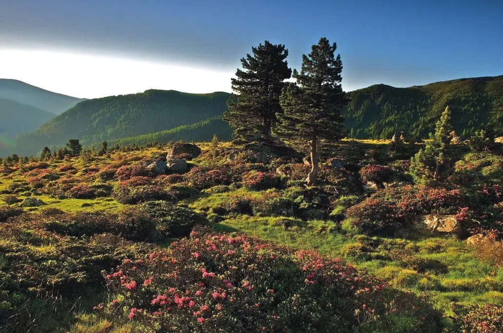 Zirbenlandschaft im Nationalpark Nockberge im Sommer. JUFA Hotels bietet Ihnen den Ort für erlebnisreichen Natururlaub für die ganze Familie.