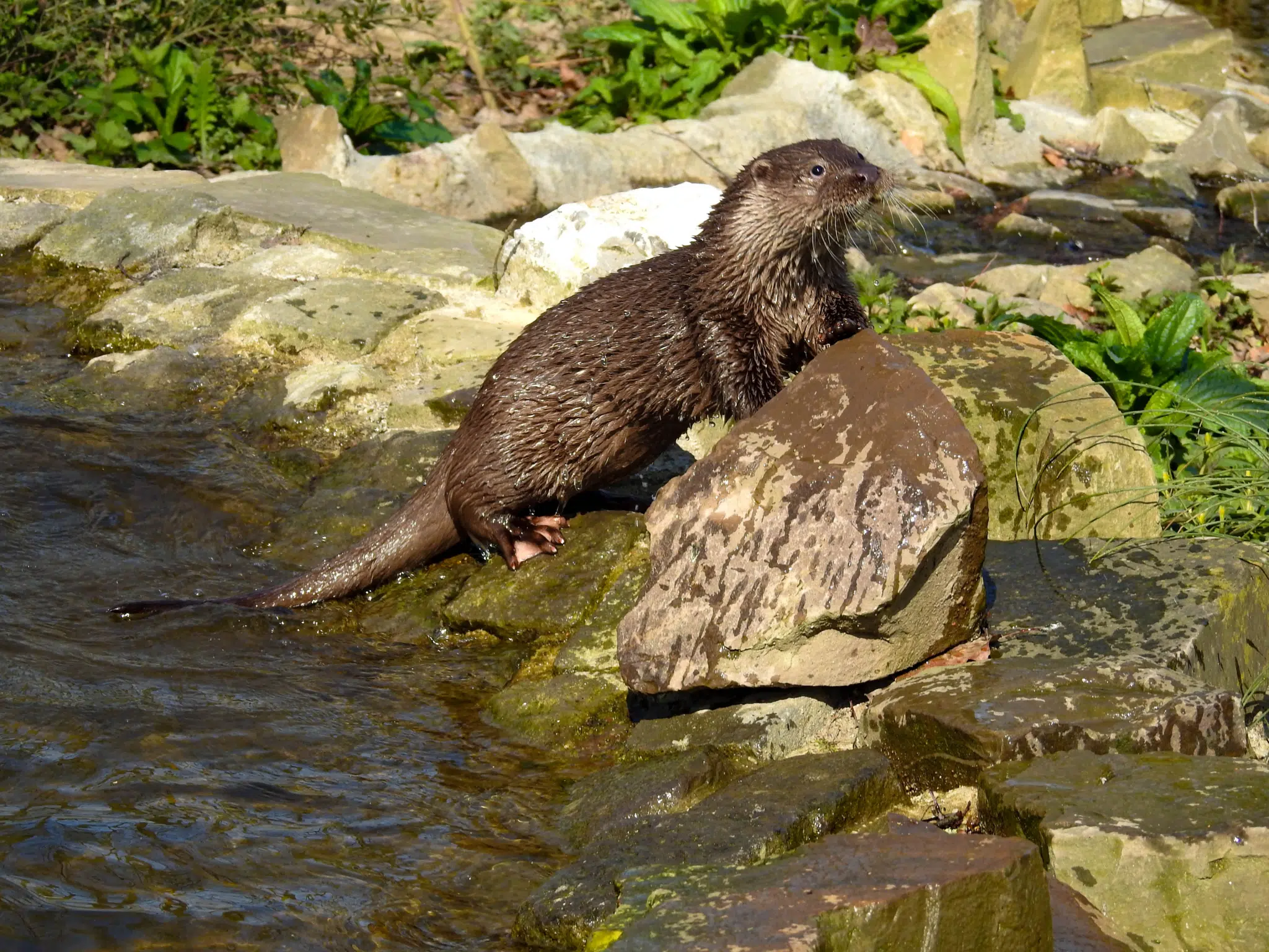 Sie sehen einen Zoo im Brückenkopf-Park im JUFA Hotel im Brückenkopfpark/Jülich***s. Der Ort für kinderfreundlichen und erlebnisreichen Urlaub für die ganze Familie.