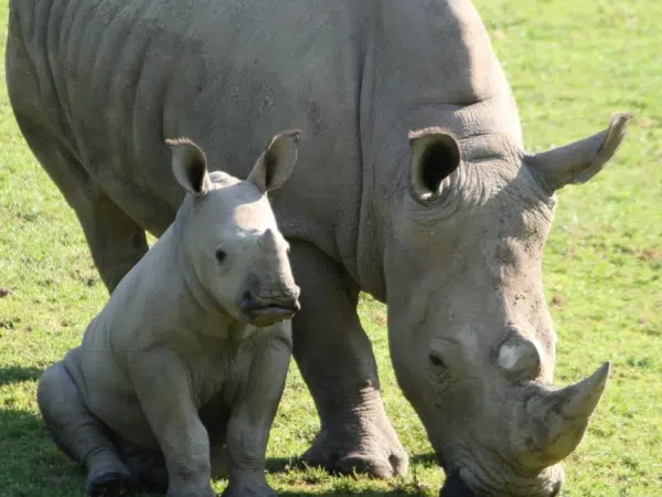 Ihr seht ein Breitmaulnashorn mit Jungem im Zoo Salzburg Hellbrunn.