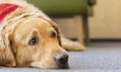 Ihr seht einen Hund mit Halsband im Lobbybereich im JUFA Hotel Laterns – Klangholzhus***.