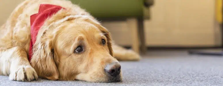 Ihr seht einen Hund mit Halsband im Lobbybereich im JUFA Hotel Laterns – Klangholzhus***.