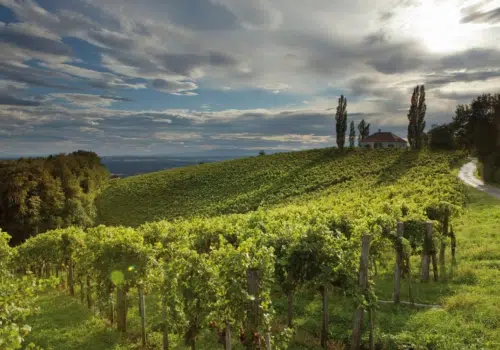 Ihr seht die Weinberge in der Steiermark.