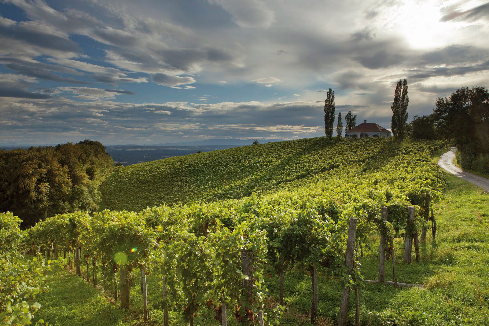 Ihr seht die Weinberge in der Steiermark.